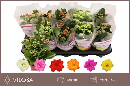 Горшечные цветы и растения оптом Kal Cal Mix (vilosa) от 10шт из Голландии с доставкой по России