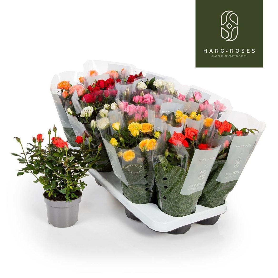 Горшечные цветы и растения оптом Rosa Kordana Mix от 12шт из Голландии с доставкой по России