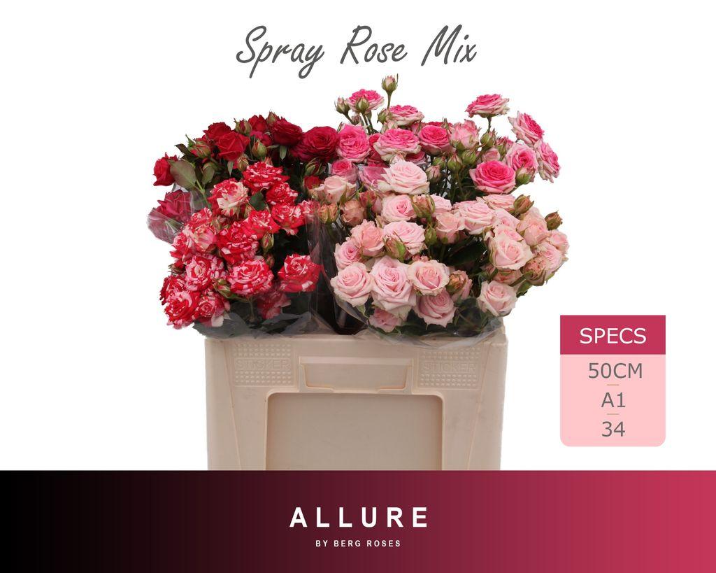 Срезанные цветы оптом Rosa spray mix allure от 40шт из Голландии с доставкой по России