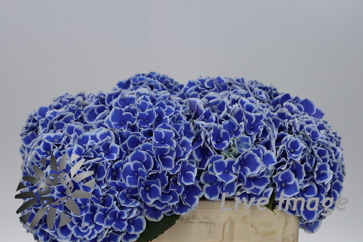 Срезанные цветы оптом Hydrangea beau dali от 10шт из Голландии с доставкой по России