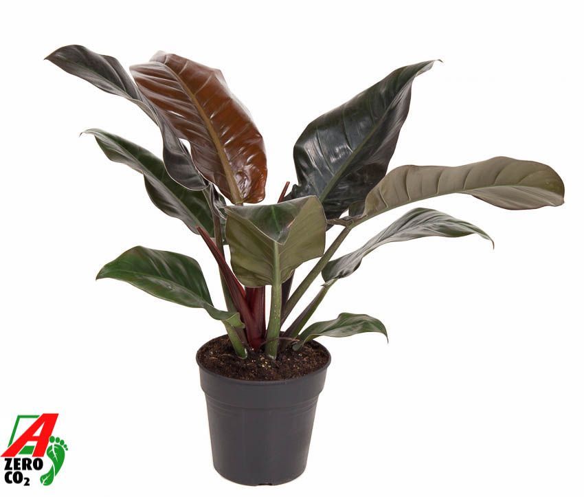 Горшечные цветы и растения оптом Philodendron Imperial Red от 1шт из Голландии с доставкой по России
