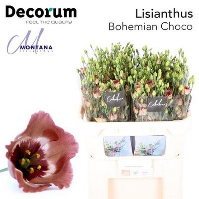 Срезанные цветы оптом Lisianthus si bohemian choco от 40шт из Голландии с доставкой по России