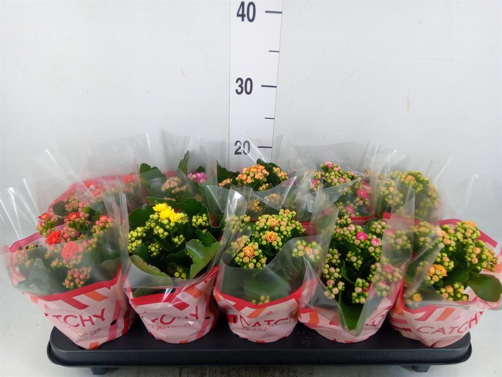 Горшечные цветы и растения оптом Kalanchoe Blos.   ..rosebud Mix  5 от 10шт из Голландии с доставкой по России