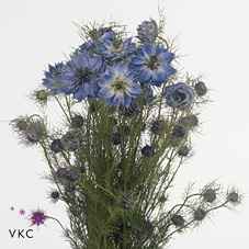Срезанные цветы оптом Nigella blue per bunch от 10шт из Голландии с доставкой по России