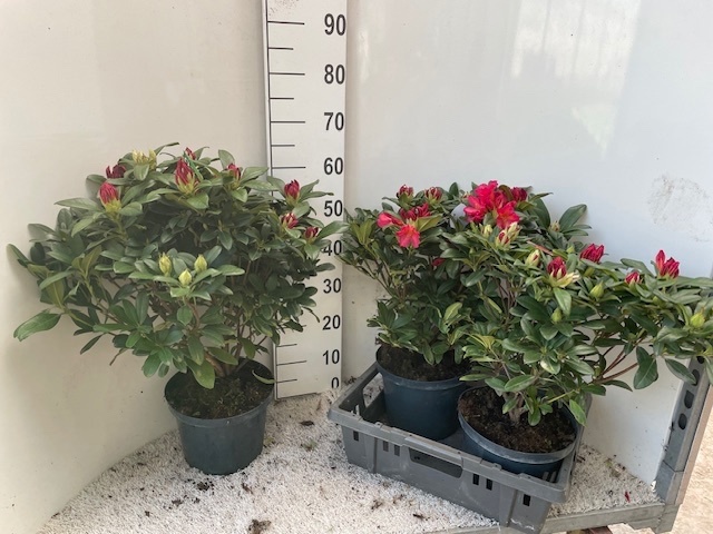 Горшечные цветы и растения оптом Rhod Ov от 3шт из Голландии с доставкой по России