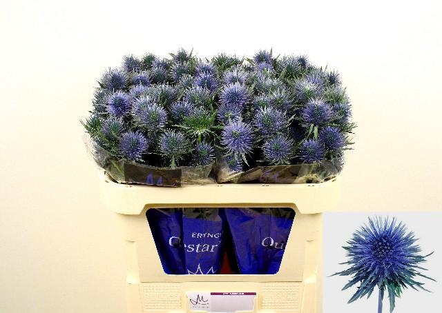 Срезанные цветы оптом Eryngium magnetar от 30шт из Голландии с доставкой по России