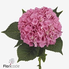 Срезанные цветы оптом Hydrangea cassanova от 10шт из Голландии с доставкой по России