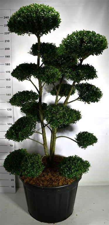 Горшечные цветы и растения оптом Ilex Mutchagara от 1шт из Голландии с доставкой по России