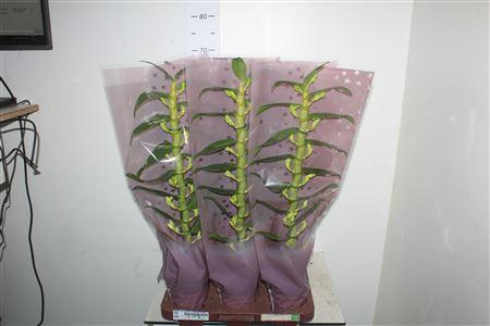 Горшечные цветы и растения оптом Dendr N Sc Apollon 1 Branche In Luxe Hoes от 6шт из Голландии с доставкой по России