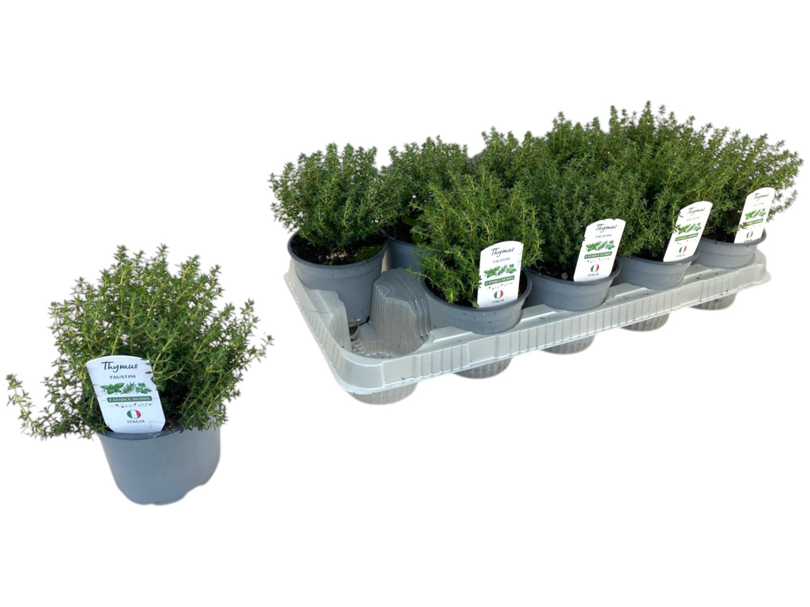 Горшечные цветы и растения оптом Thymus Faustini от 10шт из Голландии с доставкой по России