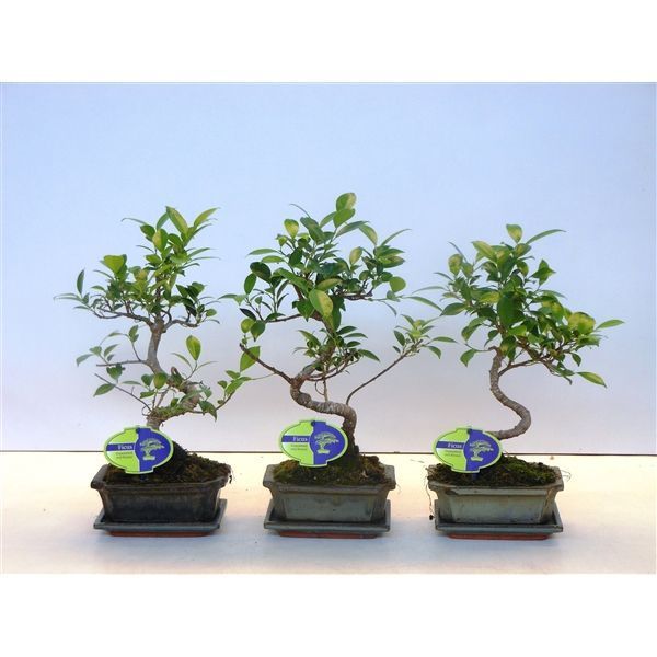 Горшечные цветы и растения оптом Bonsai Ficus Retusa Shape With Drip Tray от 10шт из Голландии с доставкой по России