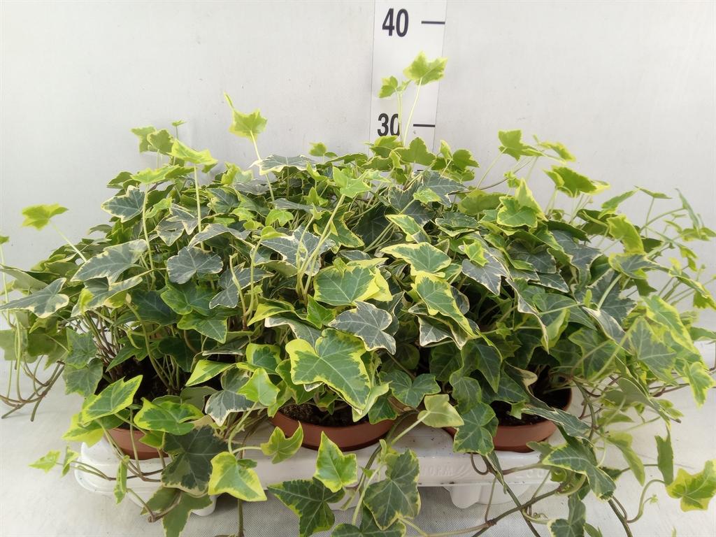 Горшечные цветы и растения оптом Hedera Helix   ...mix Varie Yello от 6шт из Голландии с доставкой по России
