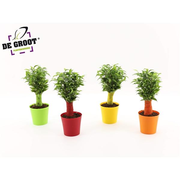 Горшечные цветы и растения оптом Ficus Be Natasja Ton-sur-ton от 8шт из Голландии с доставкой по России