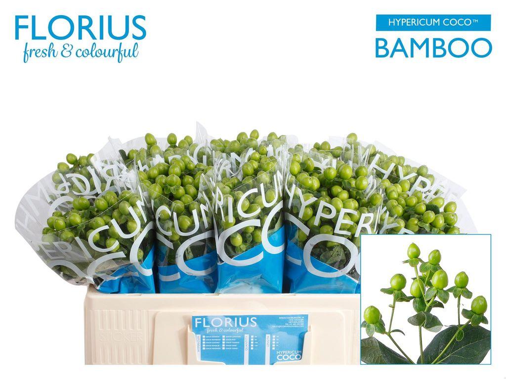Срезанные цветы оптом Hypericum coco bamboo от 100шт из Голландии с доставкой по России