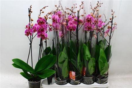 Горшечные цветы и растения оптом Phal Purple 2 Branches 24+ Vertakt от 10шт из Голландии с доставкой по России