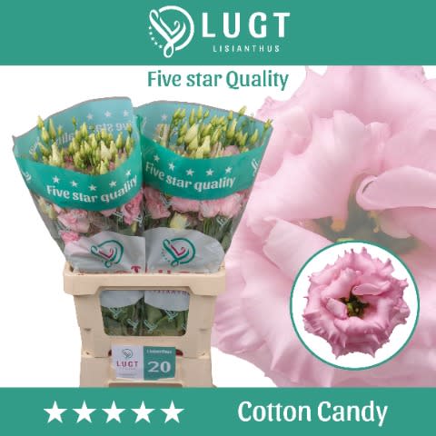 Срезанные цветы оптом Lisianthus do cotton candy от 20шт из Голландии с доставкой по России