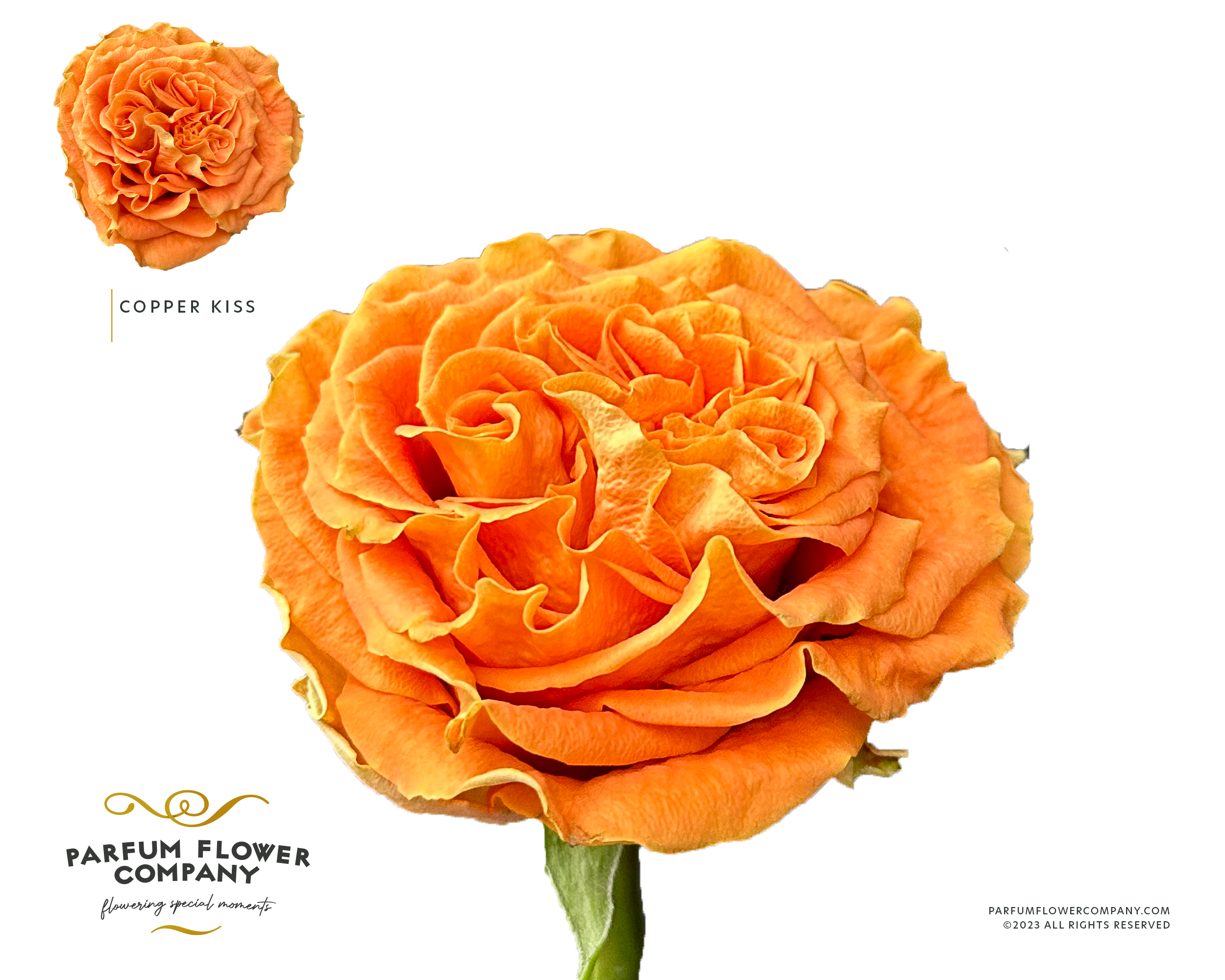 Срезанные цветы оптом Rosa la garden copper kiss от 24шт из Голландии с доставкой по России