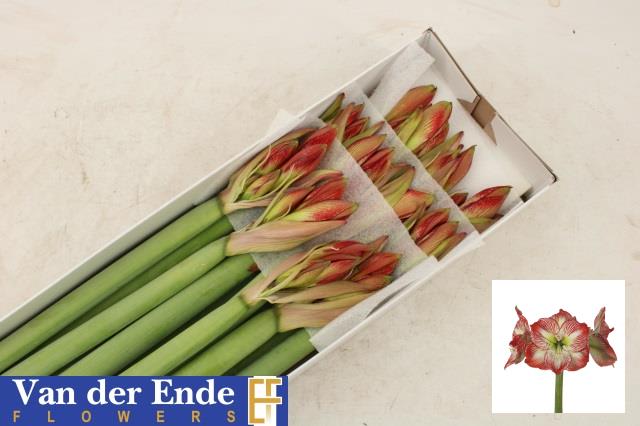 Срезанные цветы оптом Hippeastrum mega star от 12шт из Голландии с доставкой по России