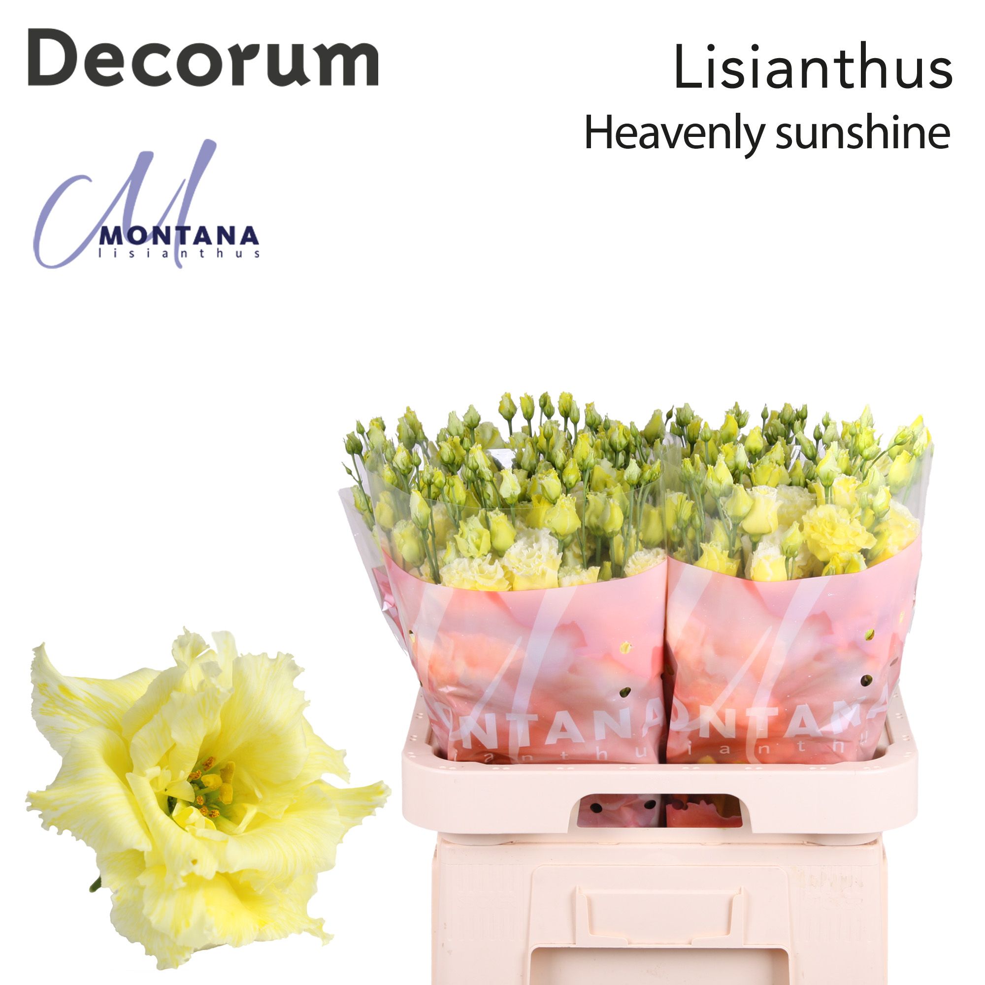 Срезанные цветы оптом Lisianthus do paint heavenly sunshine от 40шт из Голландии с доставкой по России