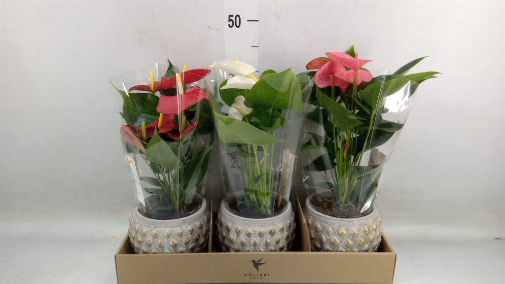 Горшечные цветы и растения оптом Anthurium Andr.   ...mix  3 от 3шт из Голландии с доставкой по России