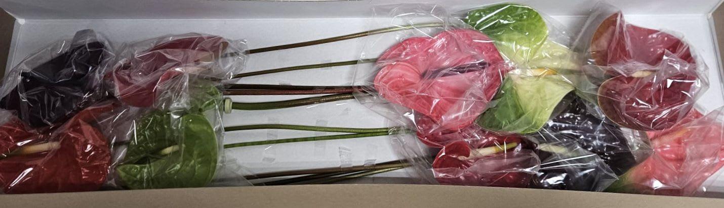 Срезанные цветы оптом Anthurium mix in box от 10шт из Голландии с доставкой по России