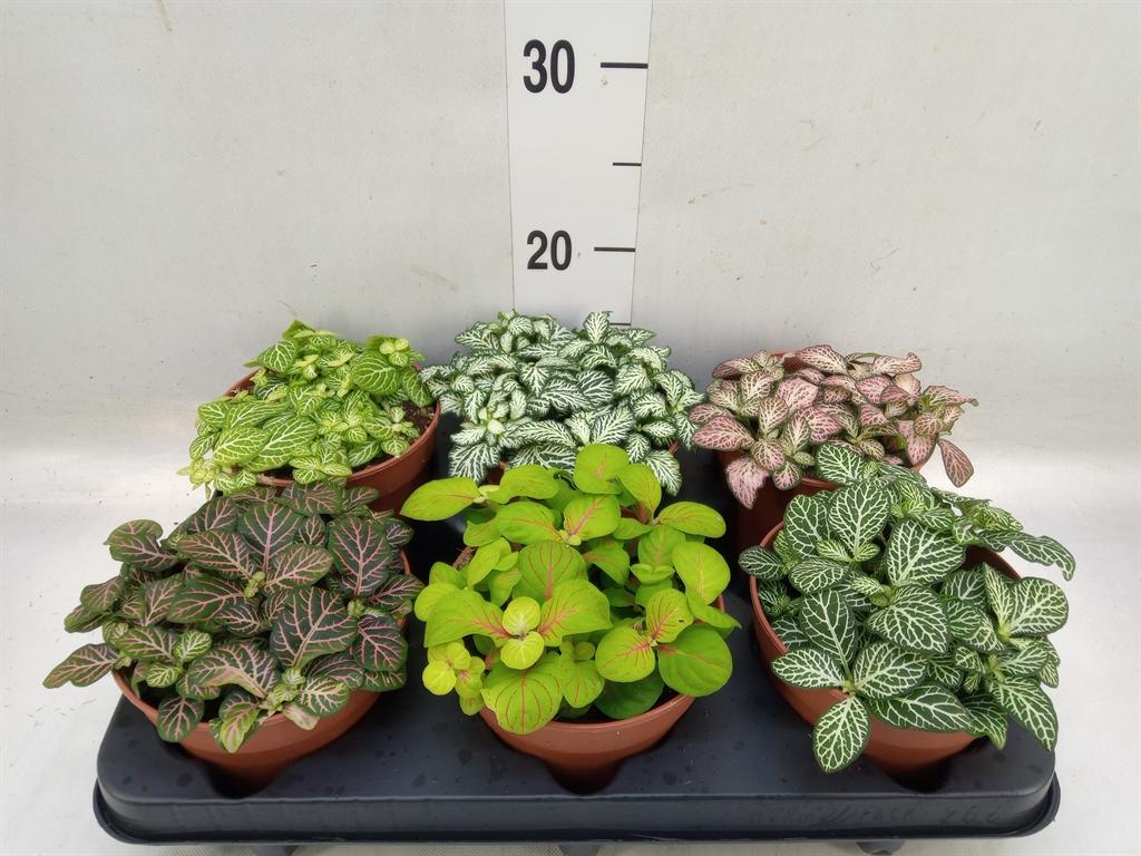 Горшечные цветы и растения оптом Fittonia   ...mix от 6шт из Голландии с доставкой по России