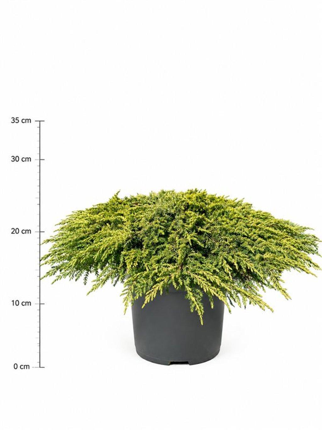 Горшечные цветы и растения оптом Juniperus Comm. lemon Carpet от 1шт из Голландии с доставкой по России