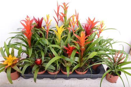 Горшечные цветы и растения оптом Bromelia Mix от 18шт (для телеги) из Голландии с доставкой по России