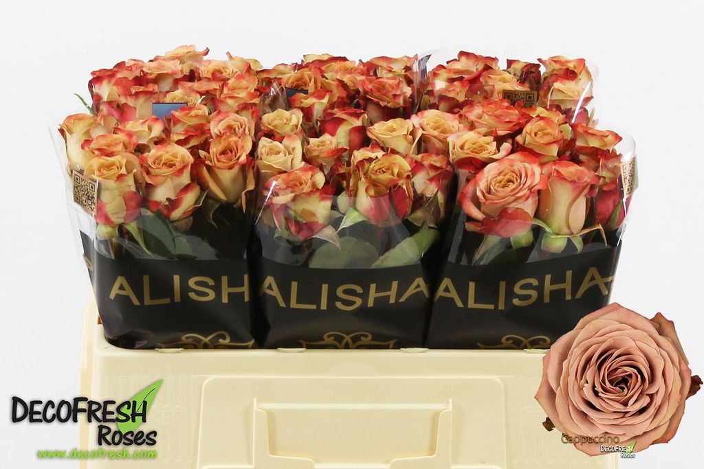 Срезанные цветы оптом Rosa large cappuccino от 60шт... из Голландии с доставкой по России