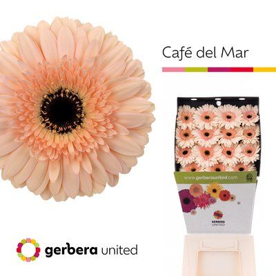 Срезанные цветы оптом Gerbera diamond cafe del mar от 15шт из Голландии с доставкой по России