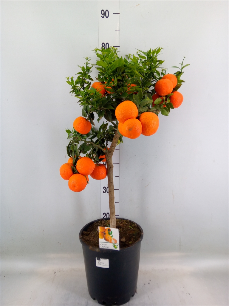 Горшечные цветы и растения оптом Citrus Kugli On Stem от 1шт (для телеги) из Голландии с доставкой по России