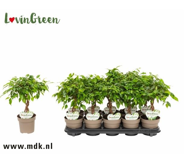 Горшечные цветы и растения оптом Ficus Be Nina Twisted Stem от 10шт из Голландии с доставкой по России