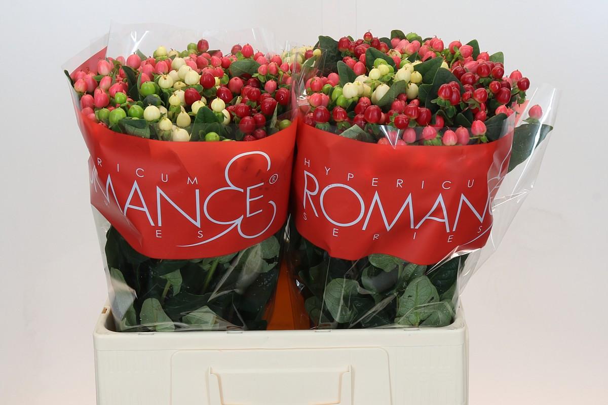 Срезанные цветы оптом Hypericum rainbow romance от 100шт из Голландии с доставкой по России