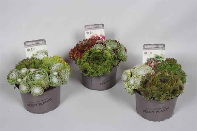 Горшечные цветы и растения оптом Sempervivum Trio от 8шт из Голландии с доставкой по России