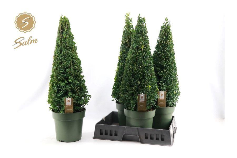 Горшечные цветы и растения оптом Buxu Sempervirens от 4шт из Голландии с доставкой по России