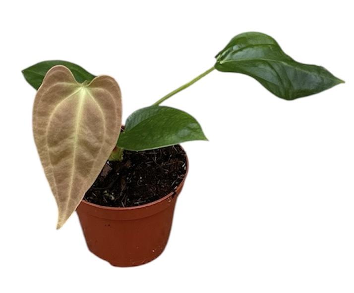 Горшечные цветы и растения оптом Anthurium Napo от 1шт (для телеги) из Голландии с доставкой по России