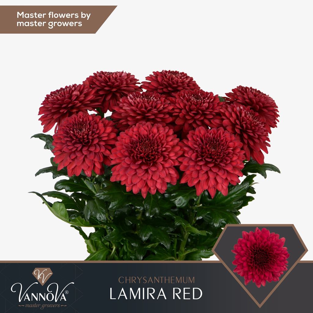 Срезанные цветы оптом Chrys bl lamira red от 120шт. из Голландии с доставкой по России