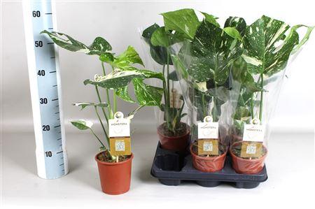 Горшечные цветы и растения оптом Monstera Del. Thai Constellation In от 6шт из Голландии с доставкой по России