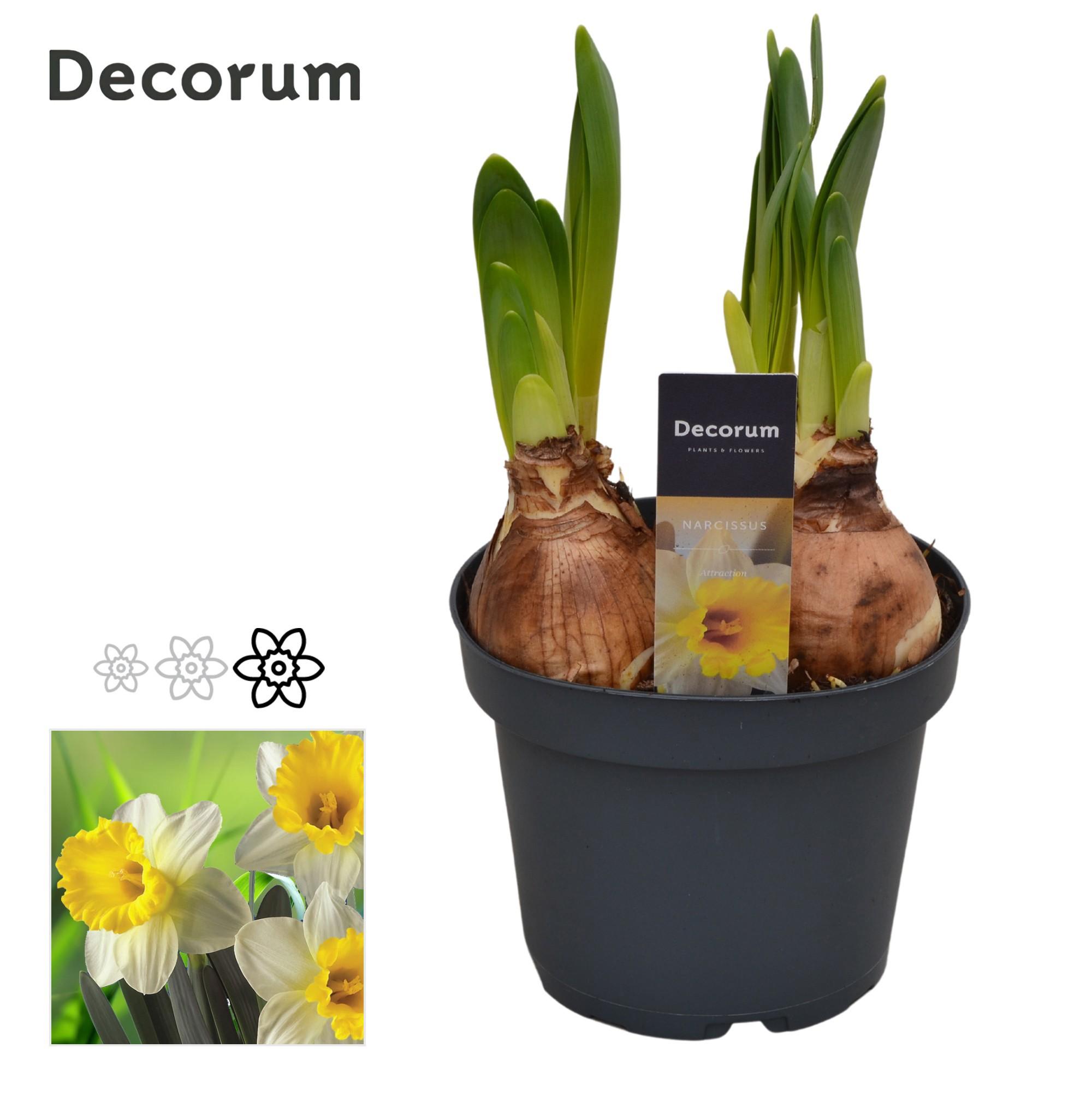 Горшечные цветы и растения оптом Narcissus Attraction (decorum) от 9шт из Голландии с доставкой по России