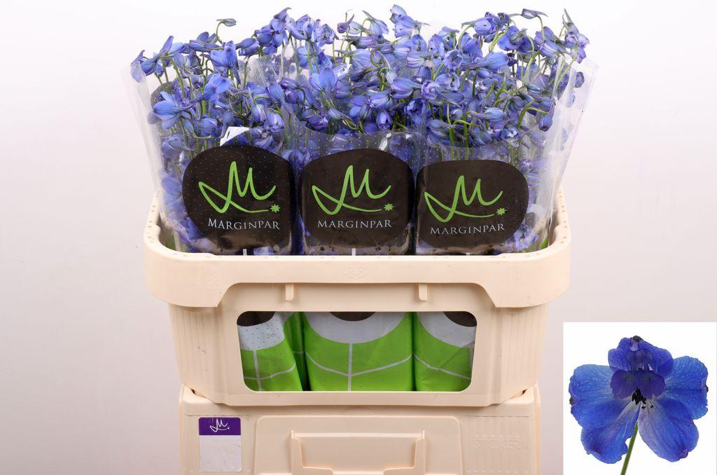 Срезанные цветы оптом Delphinium si bella andes azure от 60шт из Голландии с доставкой по России