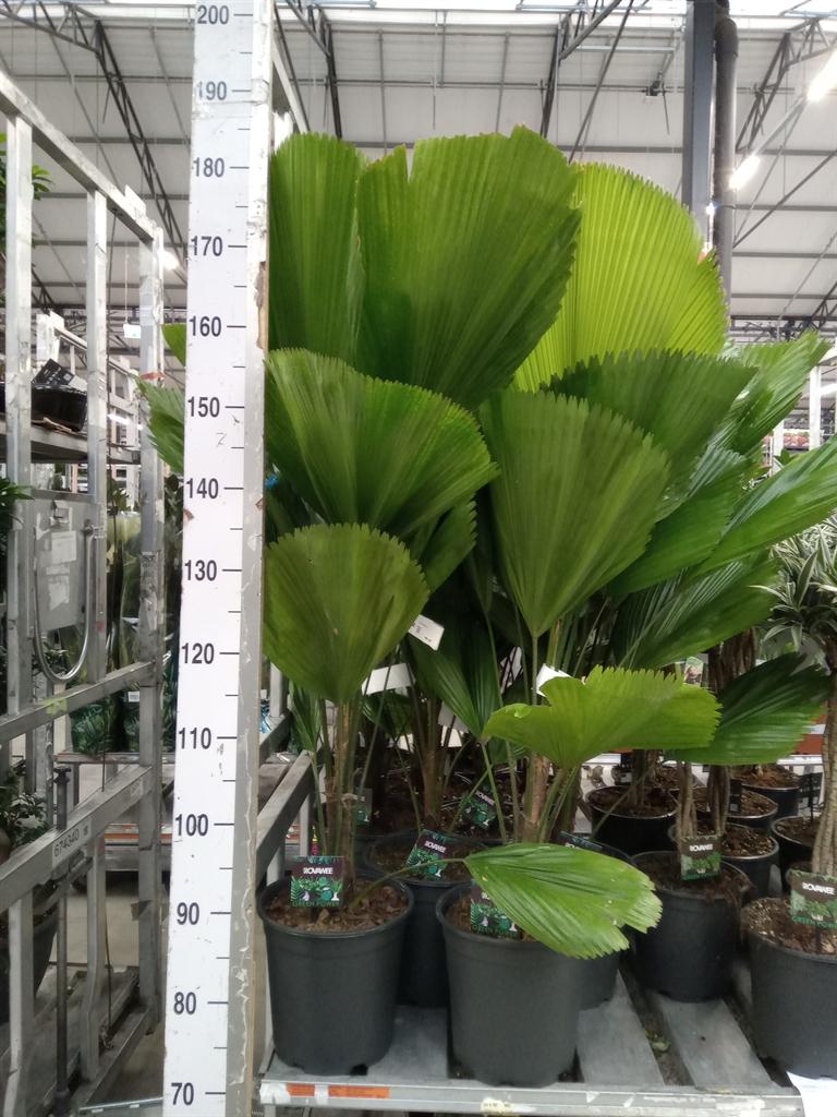 Горшечные цветы и растения оптом Licuala от 1шт из Голландии с доставкой по России