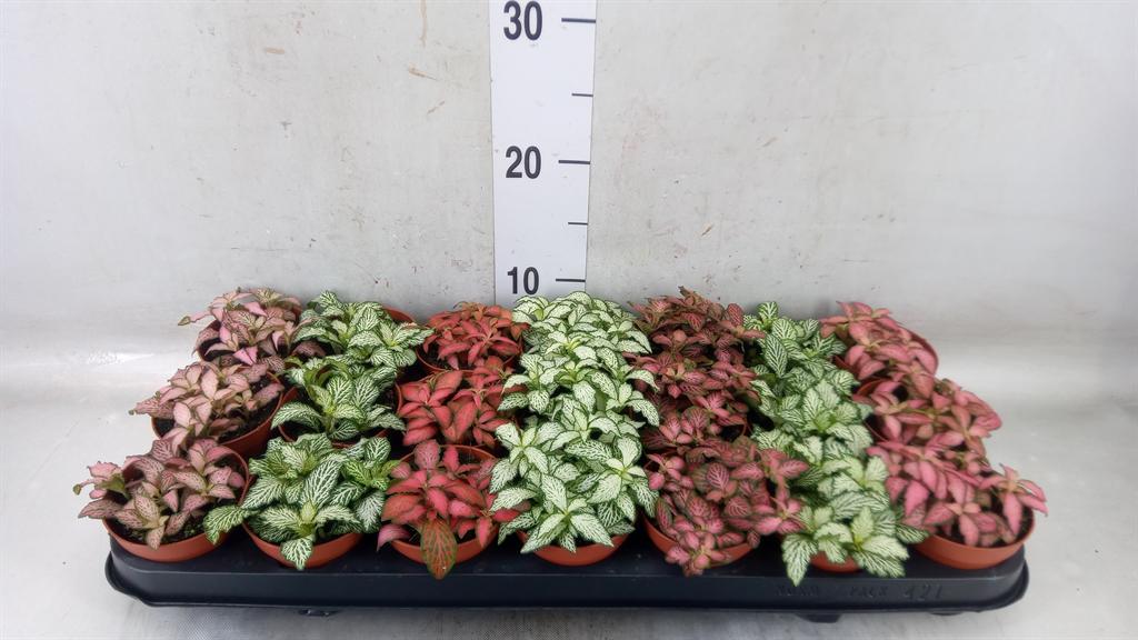 Горшечные цветы и растения оптом Fittonia Mix от 21шт (для телеги) из Голландии с доставкой по России Горшечные цветы и растения оптом Fittonia Mix от 21шт (для телеги) из Голландии с доставкой по России