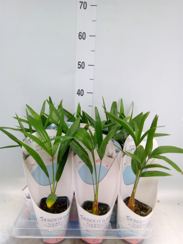 Горшечные цветы и растения оптом Trachycarpus Fortunei от 9шт (для телеги) из Голландии с доставкой по России