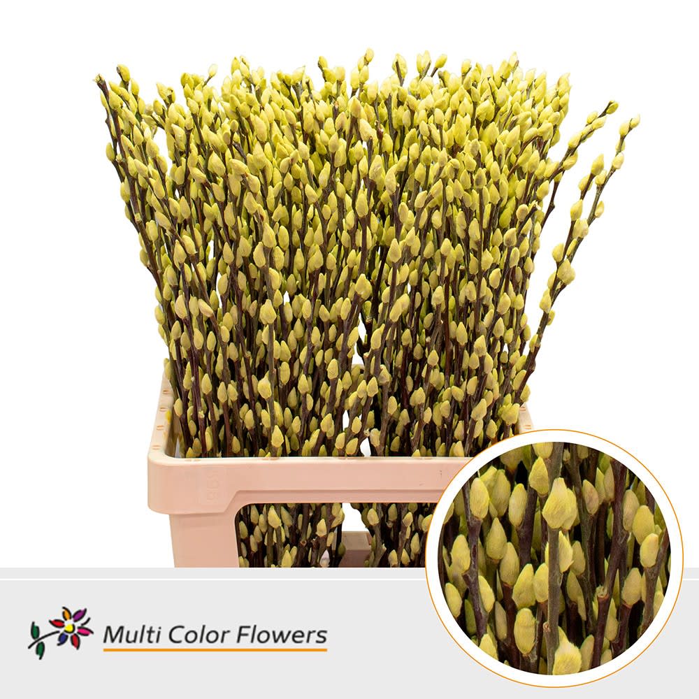 Срезанные цветы оптом Salix paint pussy willow cream от 200шт. из Голландии с доставкой по России