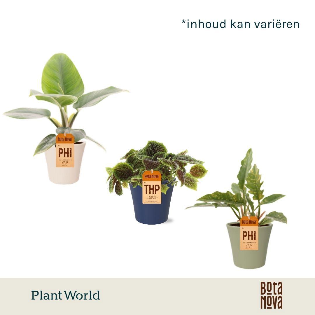 Горшечные цветы и растения оптом Plantmix Island Saver In Pot Coco от 6шт из Голландии с доставкой по России