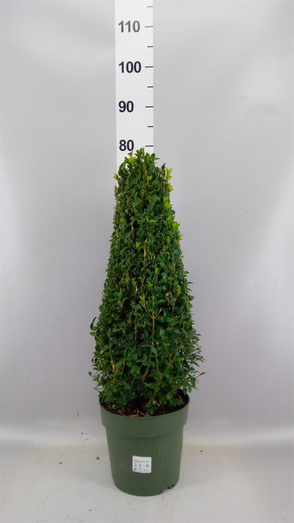Горшечные цветы и растения оптом Buxus Semp. ... от 4шт из Голландии с доставкой по России