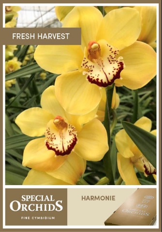 Срезанные цветы оптом Cymbidium yellow harmonie от 2шт из Голландии с доставкой по России