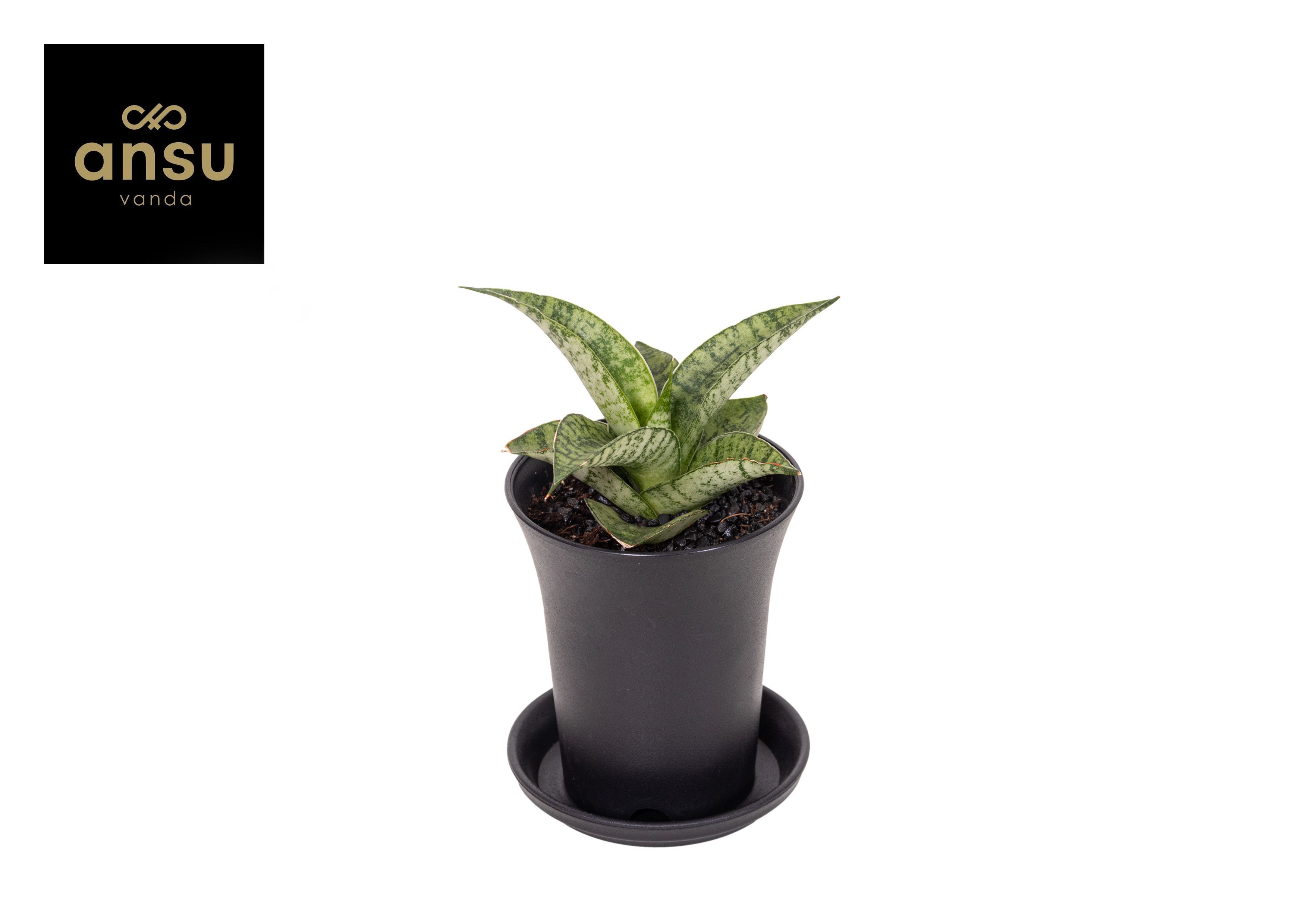 Горшечные цветы и растения оптом Sansevieria Star Mini Marbel от 9шт (для телеги) из Голландии с доставкой по России