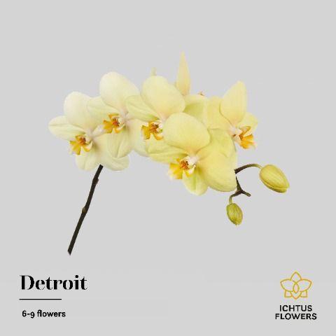 Срезанные цветы оптом Phalaenopsis detroit (per stem) от 18шт. из Голландии с доставкой по России
