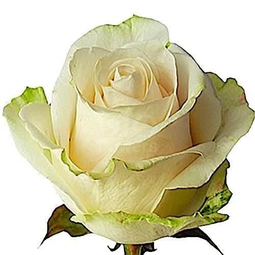 Розы оптом VENDELA из Эквадора с доставкой по России